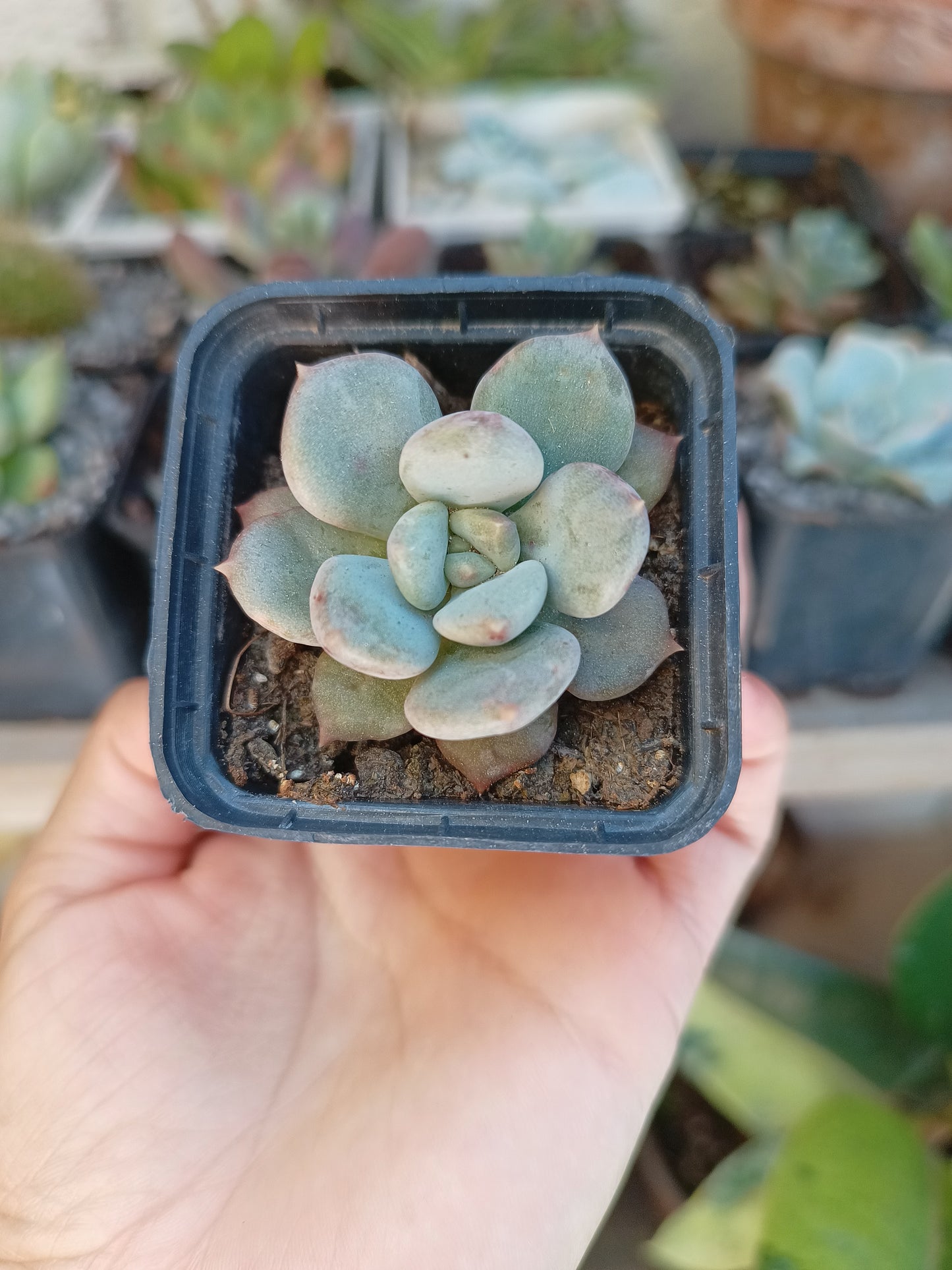 Echeveria 'Sunset Rain' 🇰🇷