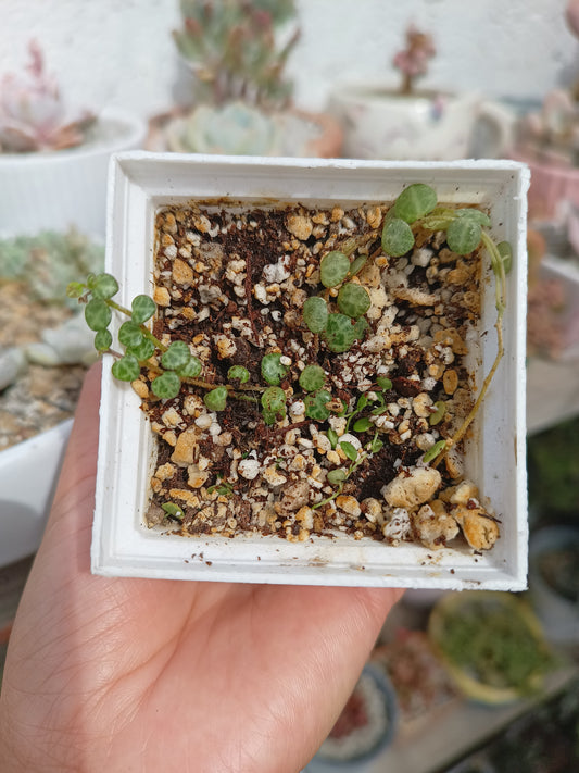 Peperomia prostrata