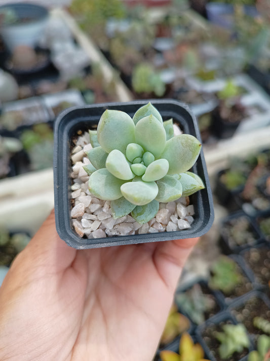 Sedeveria 'Lilac Mist'