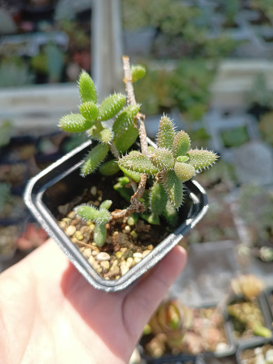 Delosperma echinatum