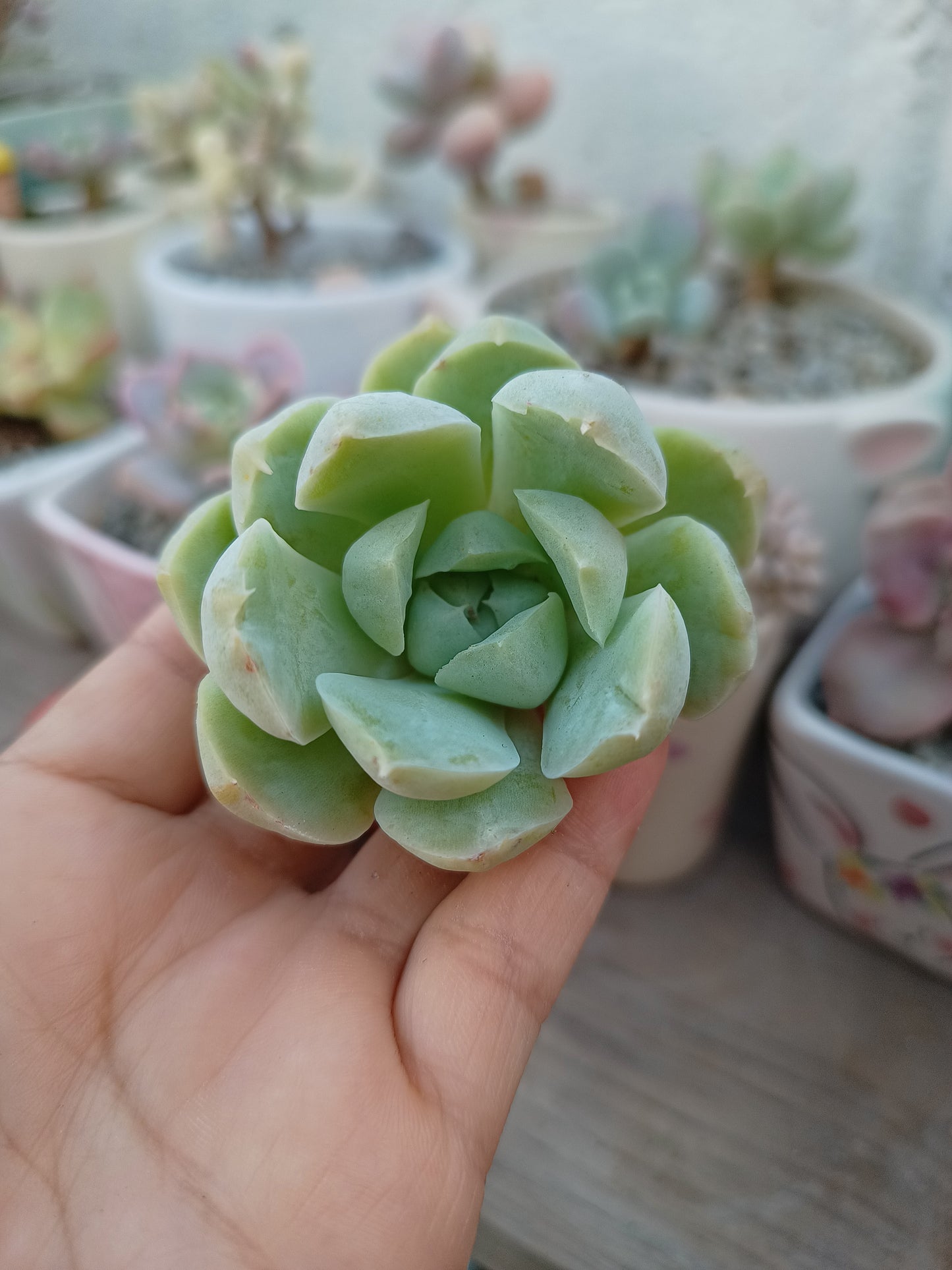Echeveria 'Ice Rose' 🇰🇷