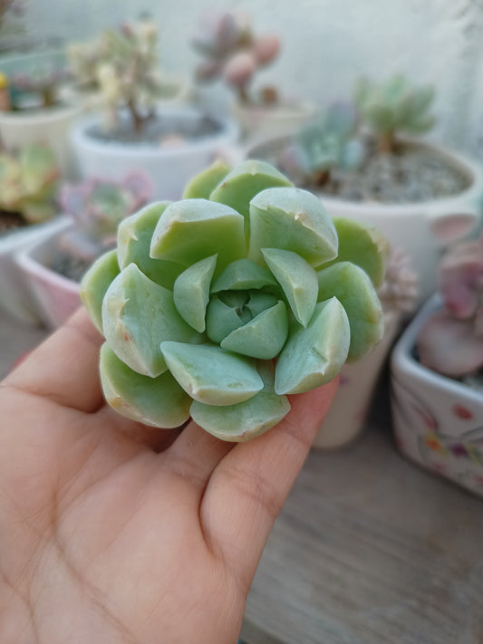 Echeveria 'Ice Rose' 🇰🇷
