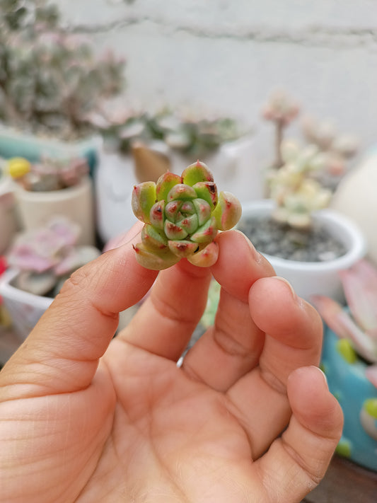 Echeveria hyalina
