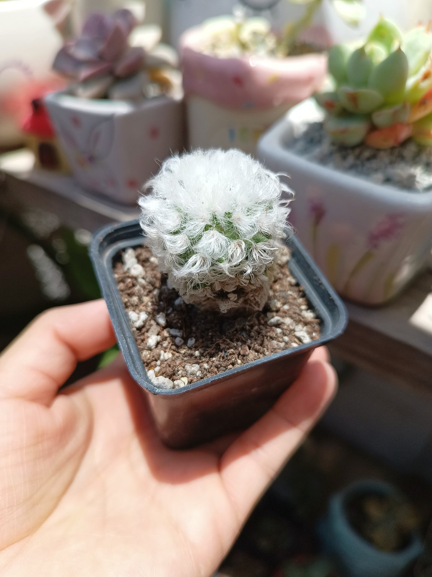 Mammillaria bocasana var. splendens