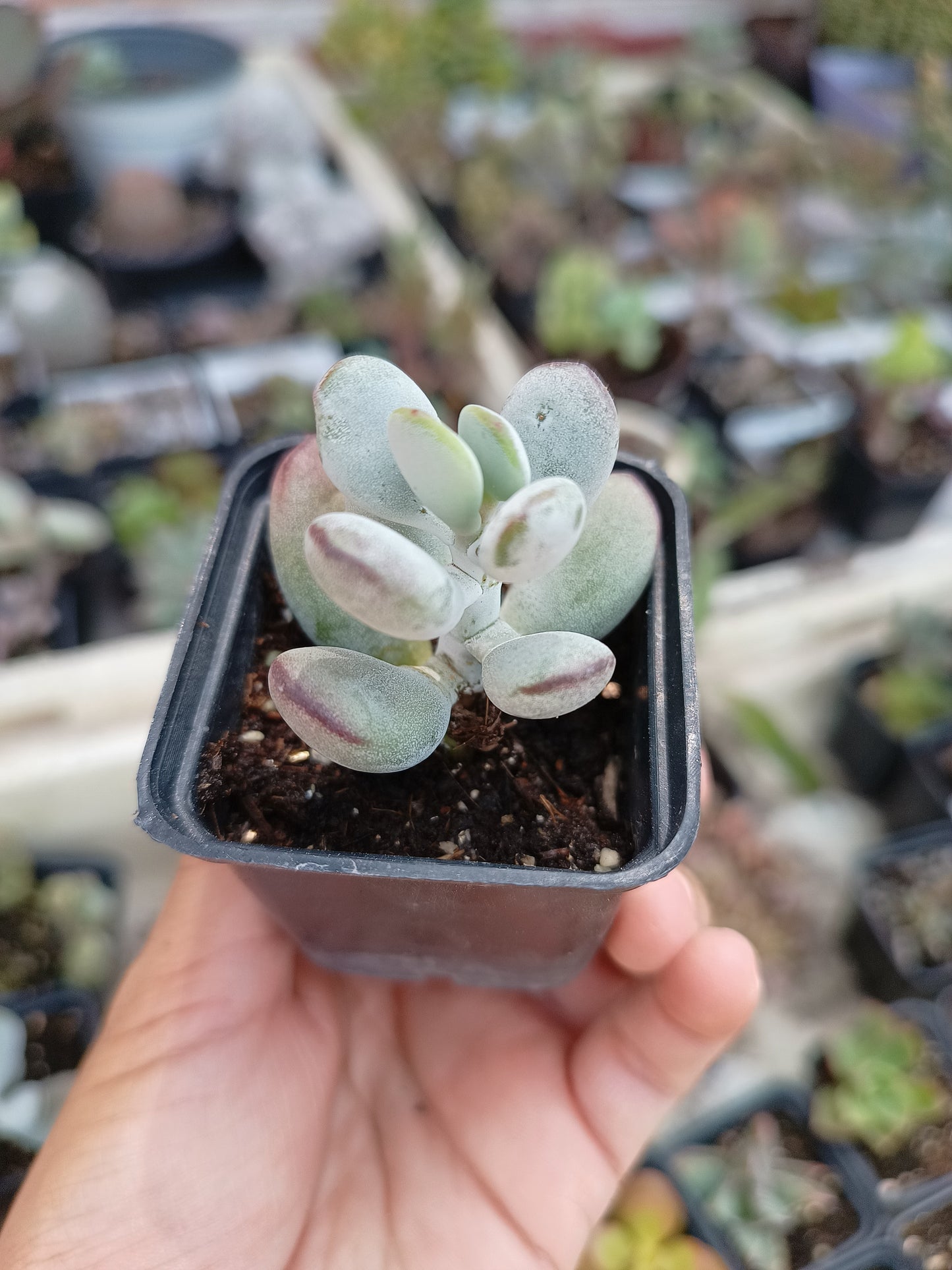 Cotyledon orbiculata var. oophylla