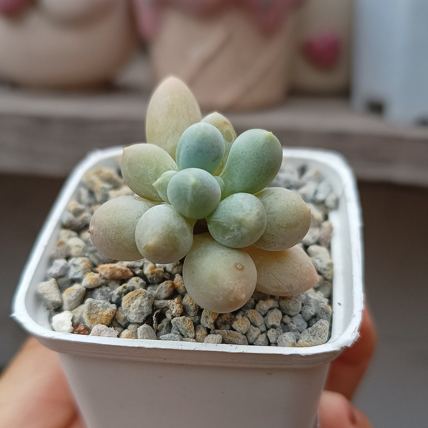 Pachyphytum 'Sweet Mochi'
