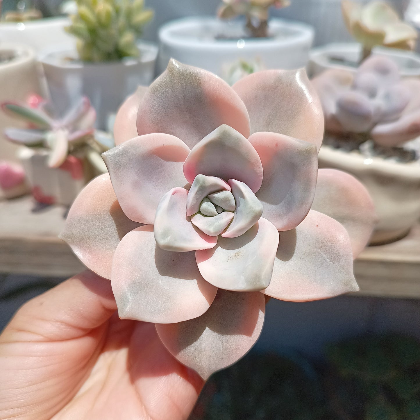 Graptopetalum 'Purple Delight' variegata