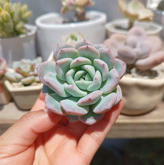 Echeveria 'Werther'