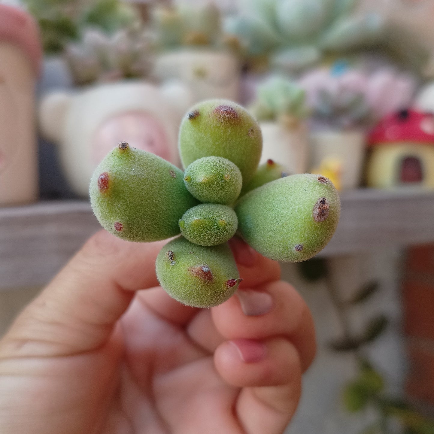 Cotyledon (Garrita de gato) 🐱🐾