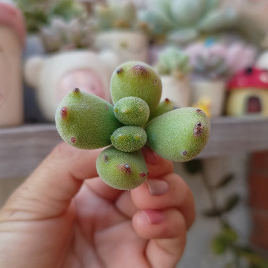 Cotyledon (Garrita de gato) 🐱🐾