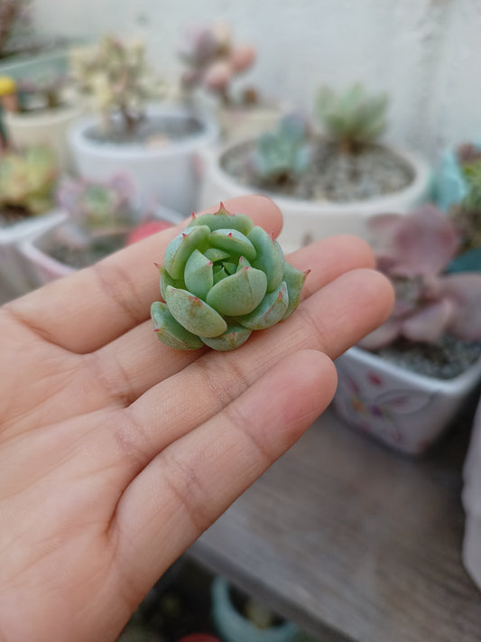 Echeveria laui × Echeveria derenbergii