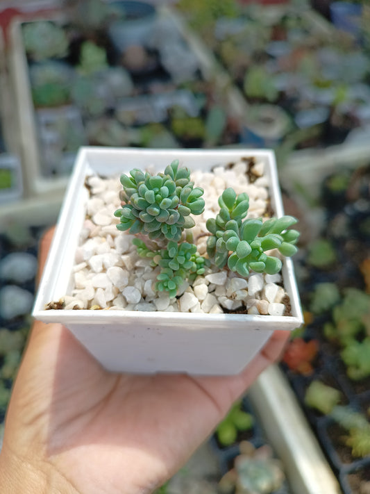Sedum dasyphyllum 'Major'