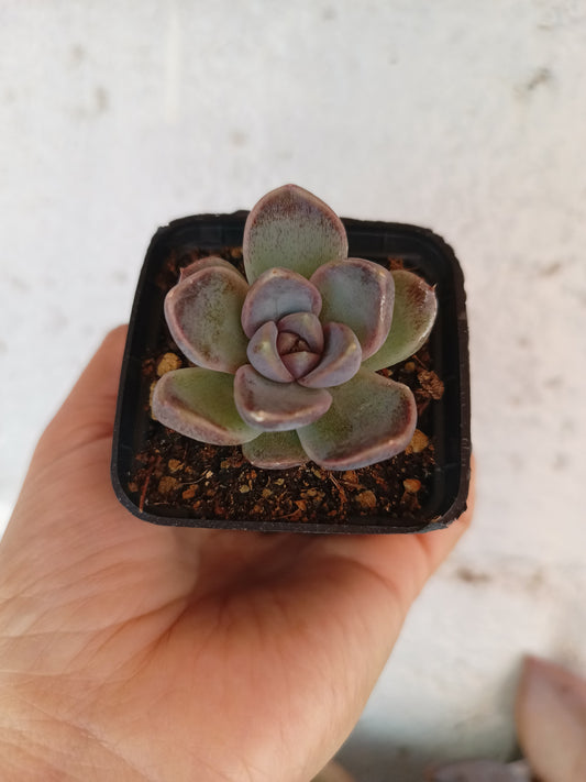 Echeveria 'Lavander Rose'