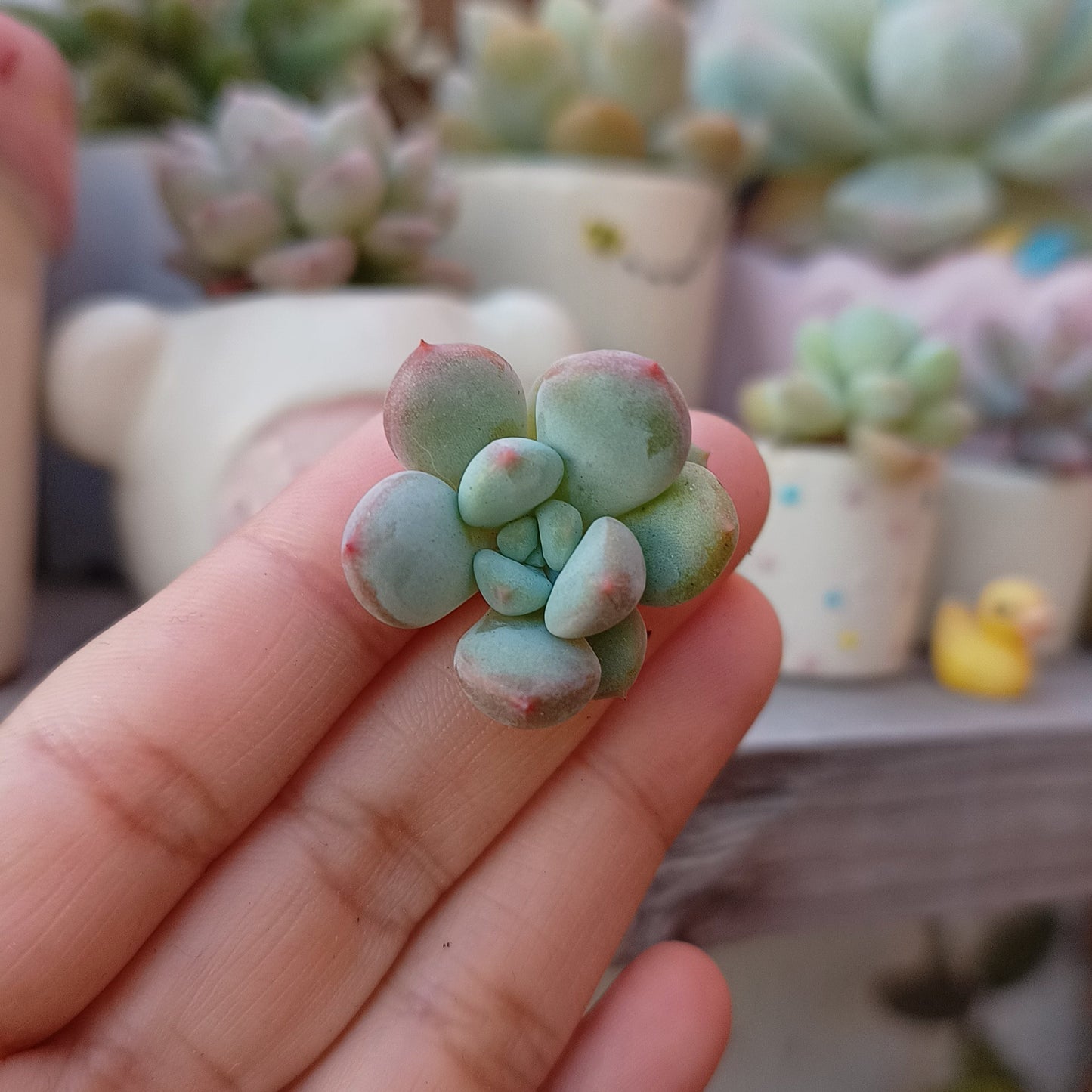 Echeveria 'Dior Candy'