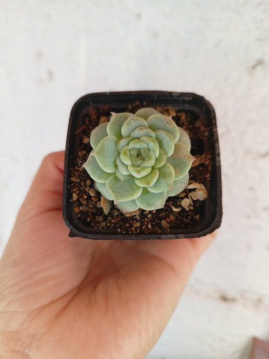Echeveria 'Romance'