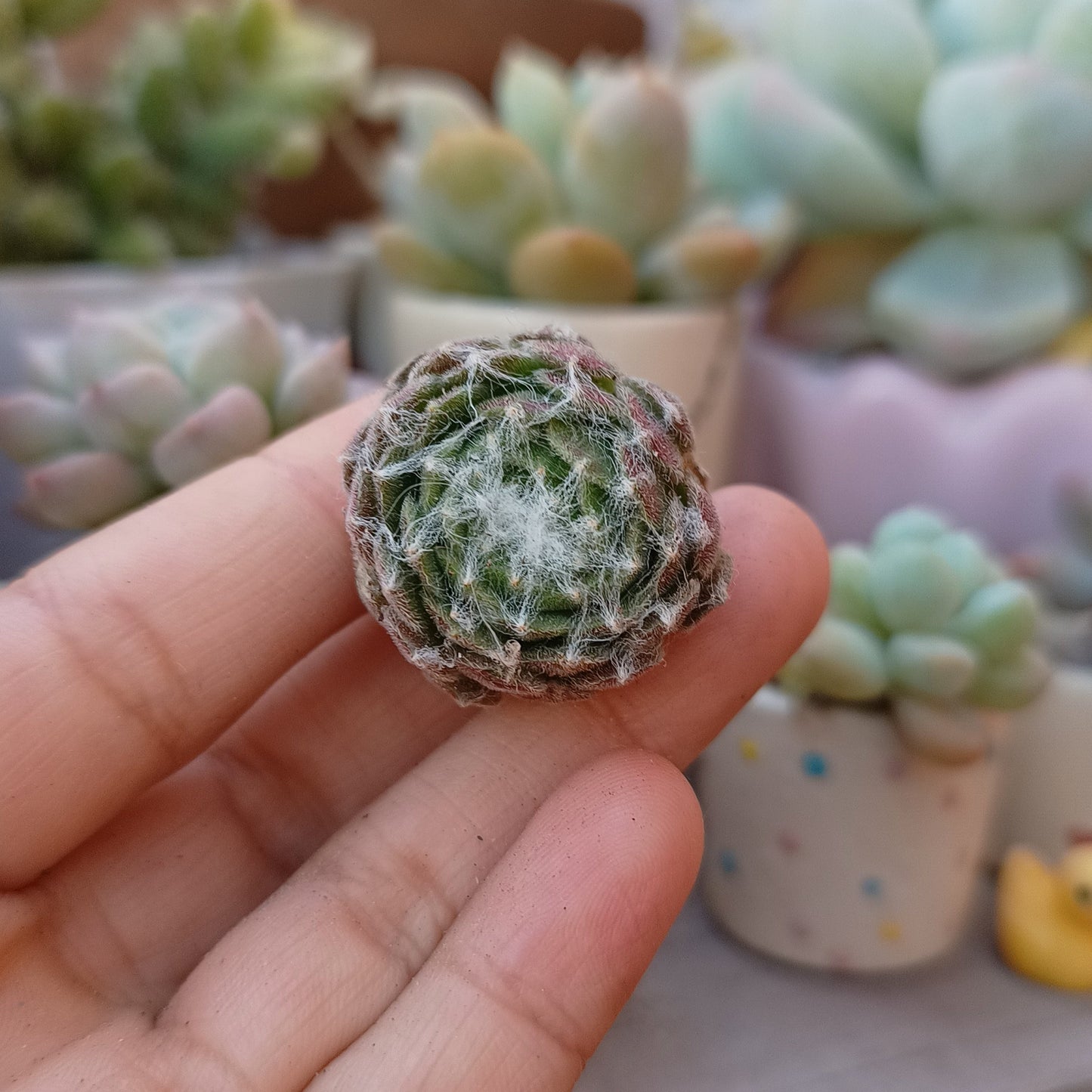 Sempervivum Arachnoideum
