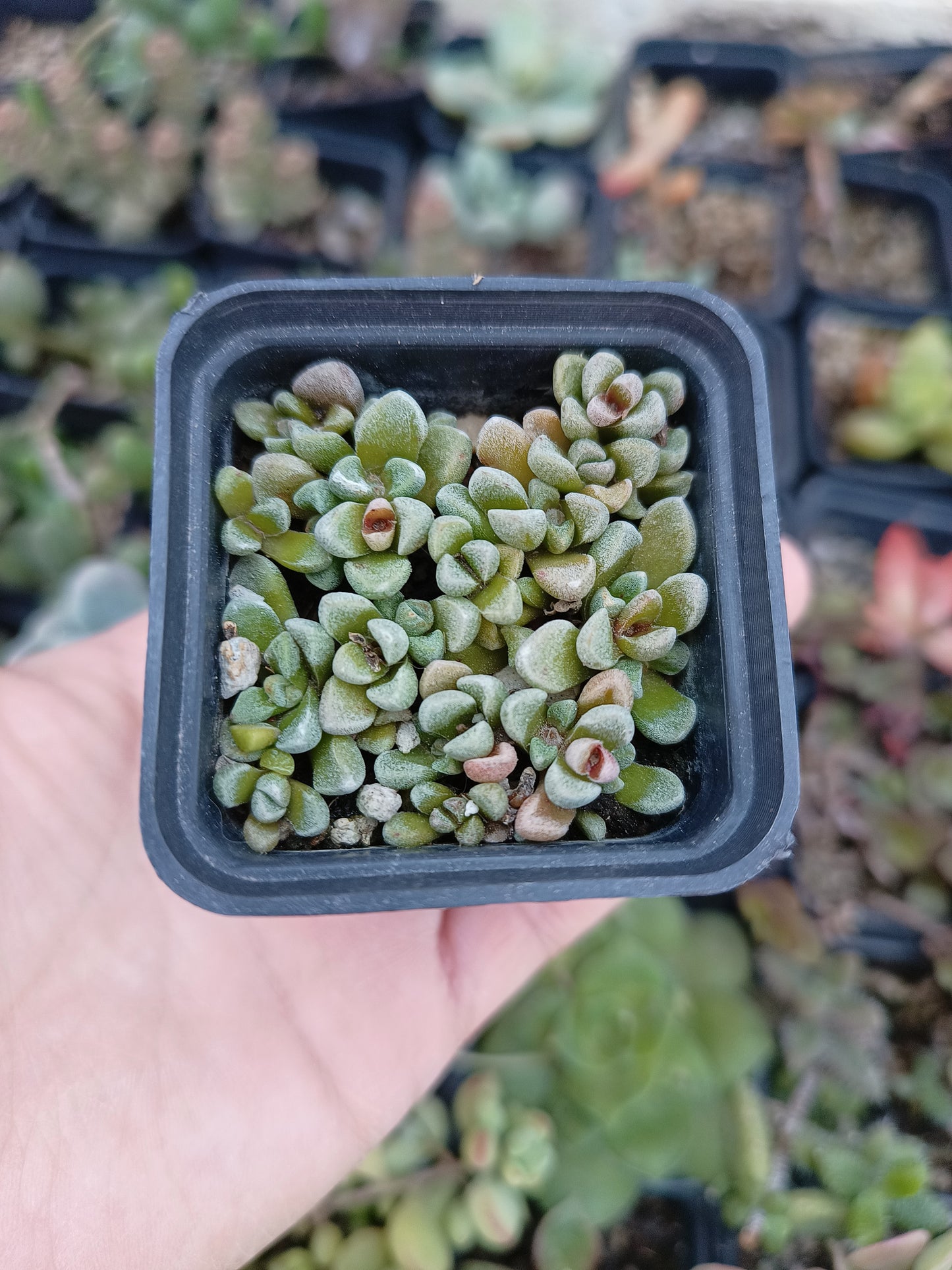 Crassula 'Fernwood'