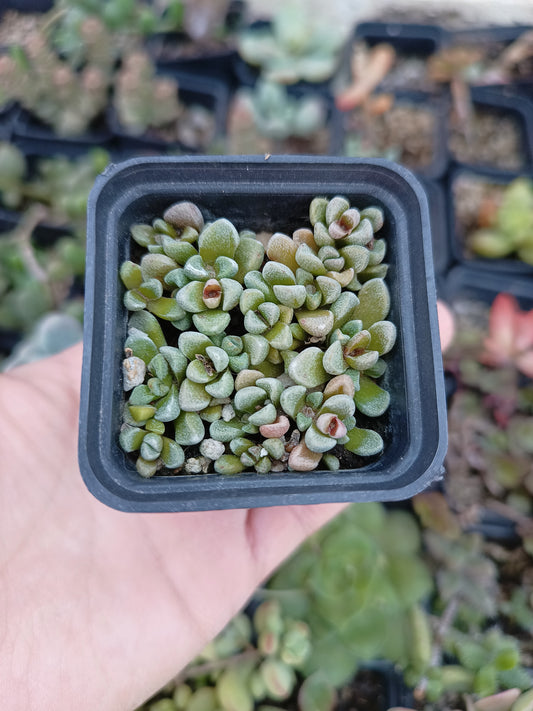 Crassula 'Fernwood'