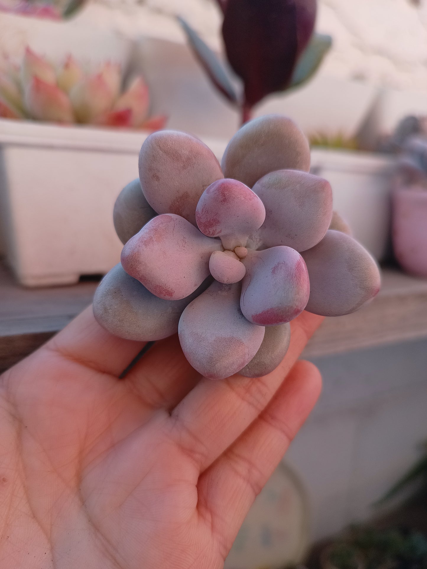 Graptopetalum amethystinum