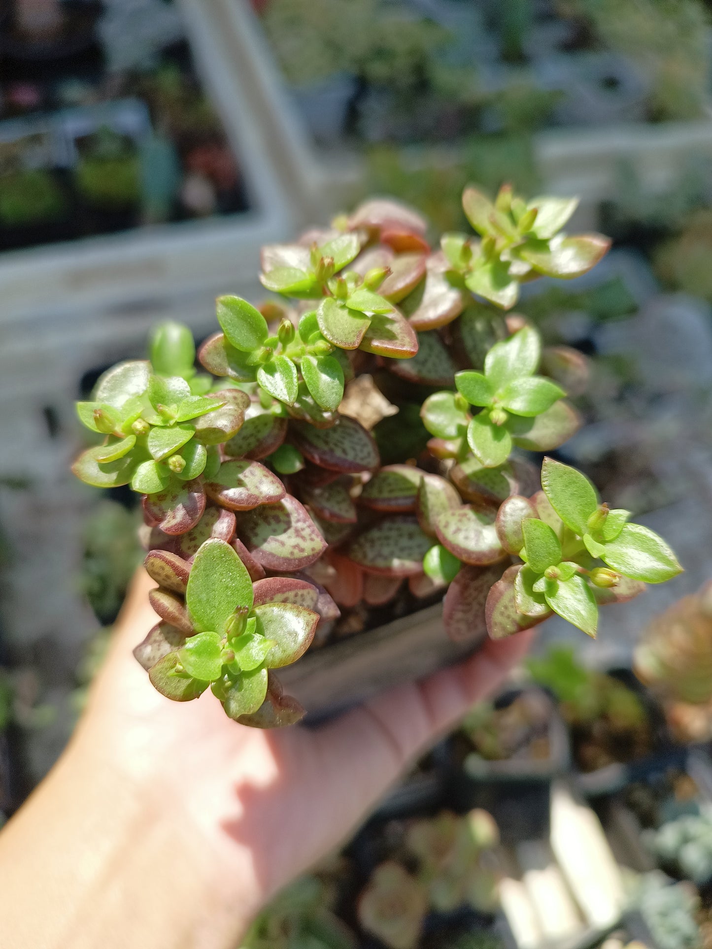 Crassula volkensii