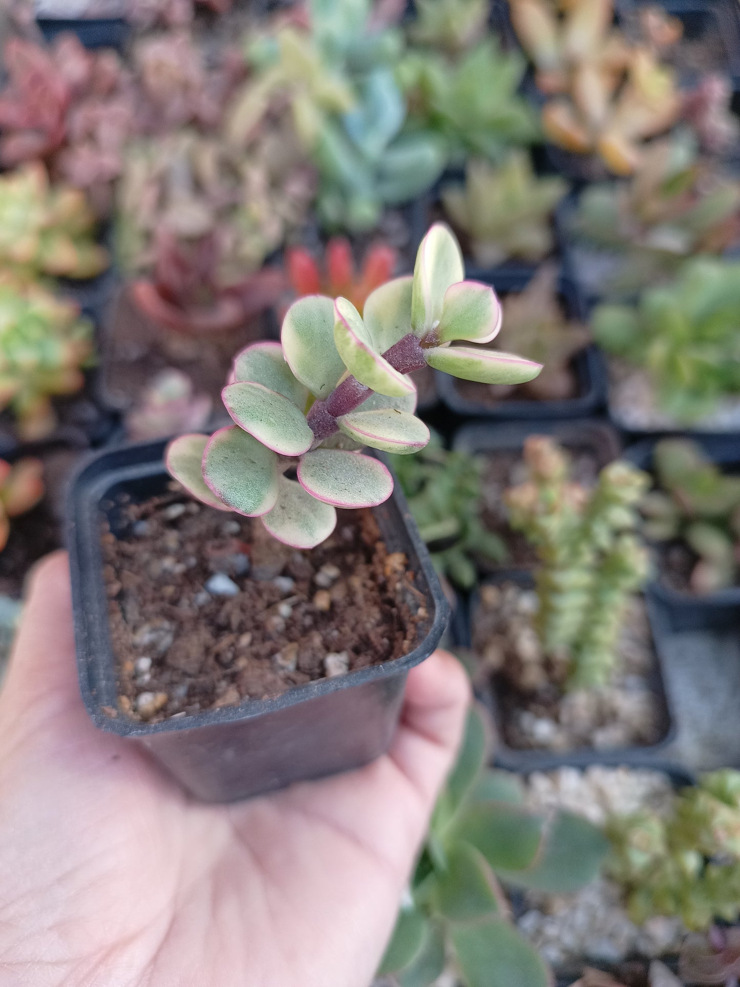Portulacaria afra variegata