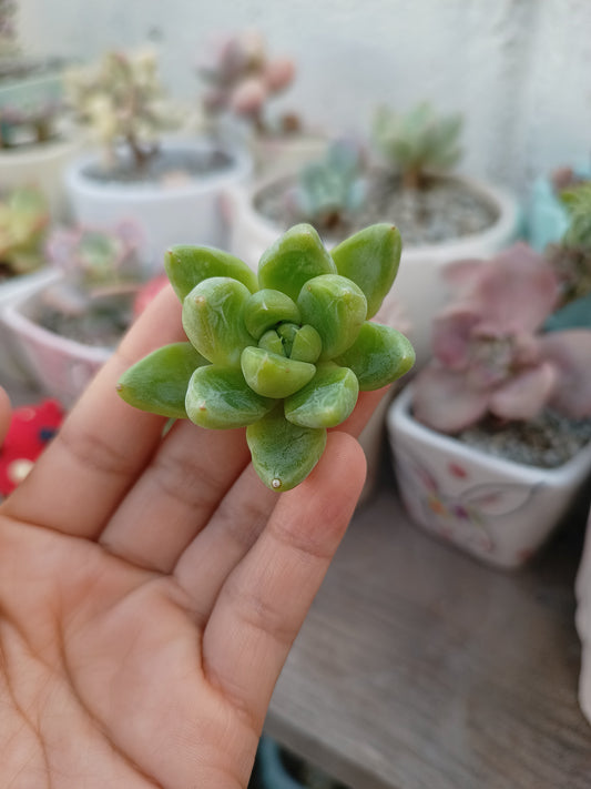 Echeveria 'Elsa' 🇰🇷