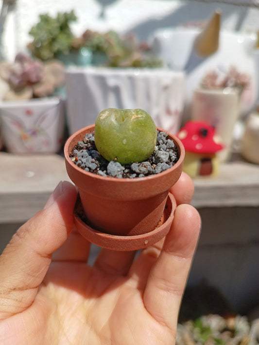 Conophytum maughanii