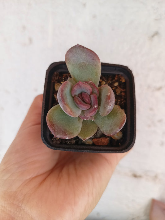 Echeveria 'Odette'