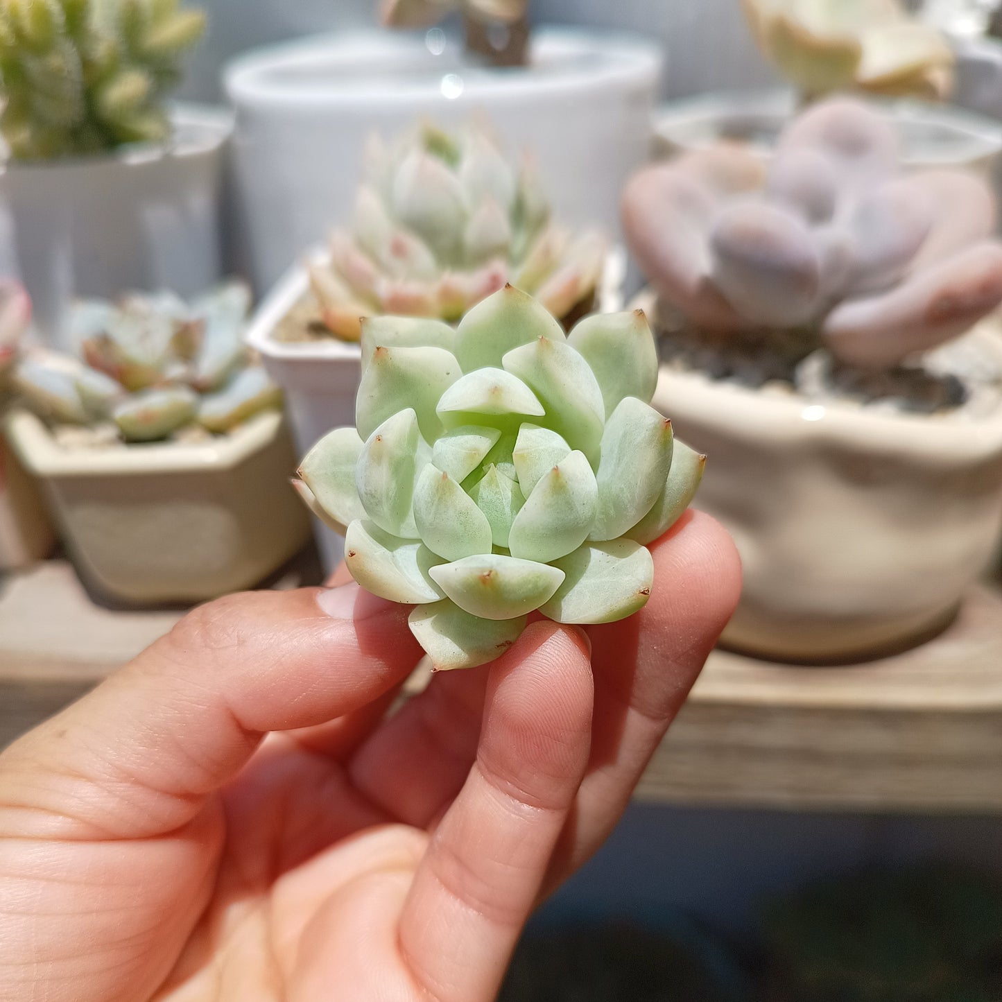 Echeveria 'Prism' Variegata