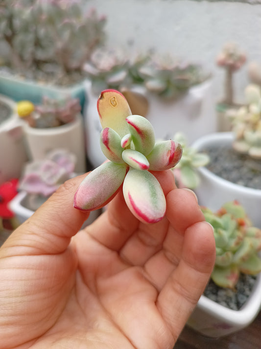 Cotyledon orbiculata var. flanaganii variegata