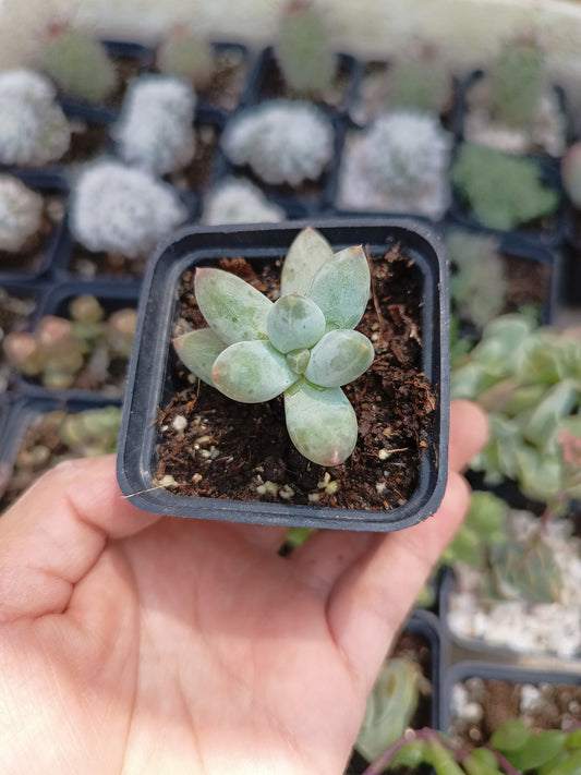 Pachyphytum hookeri