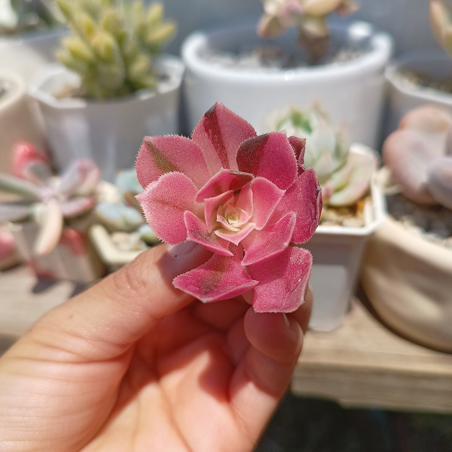Aeonium 'Pink Witch'