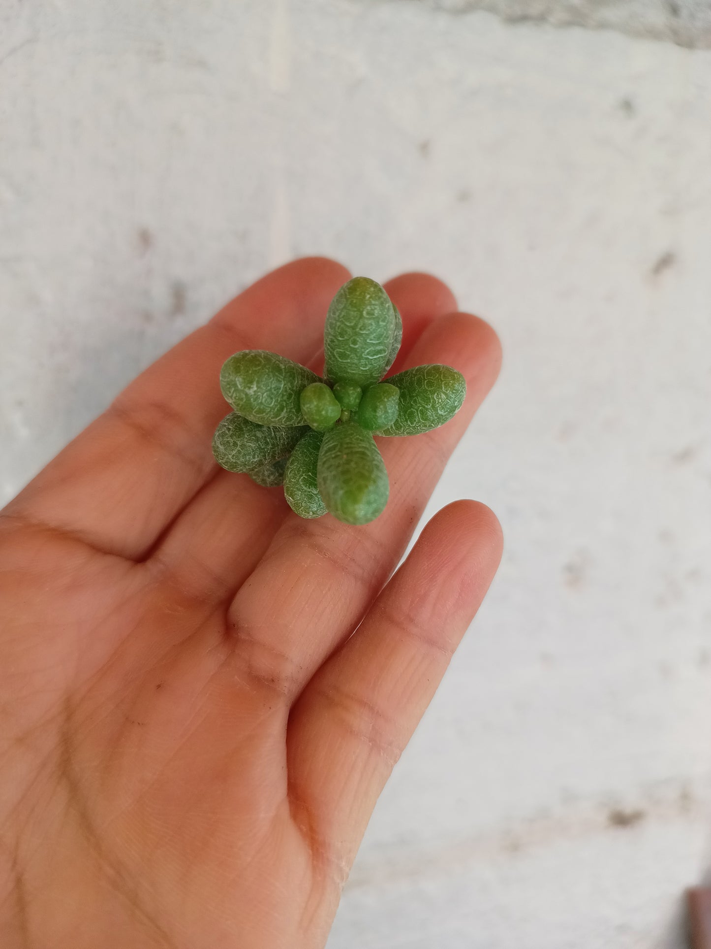 Sedum hernandezii