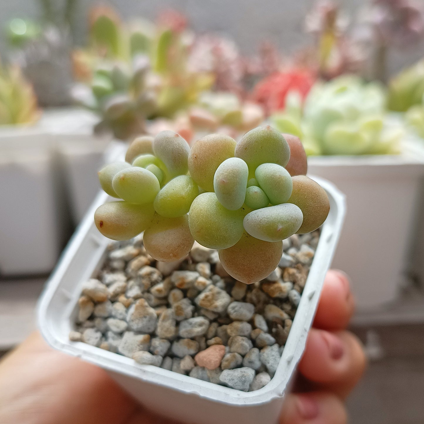 Graptosedum 'Caviar'