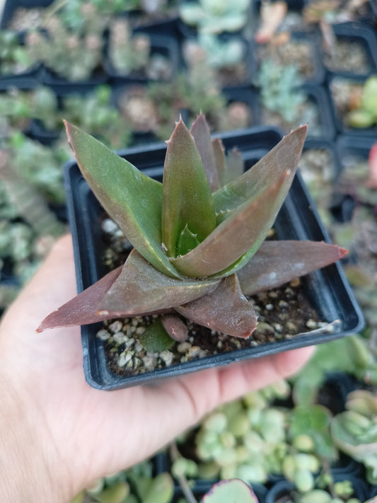 Alworthia 'Black Gem'
