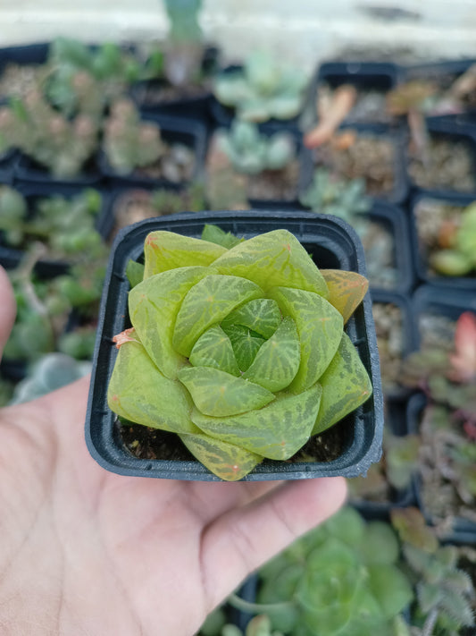 Haworthia cymbiformis