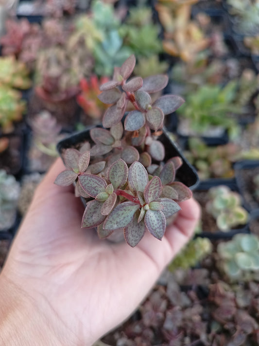 Crassula volkensii
