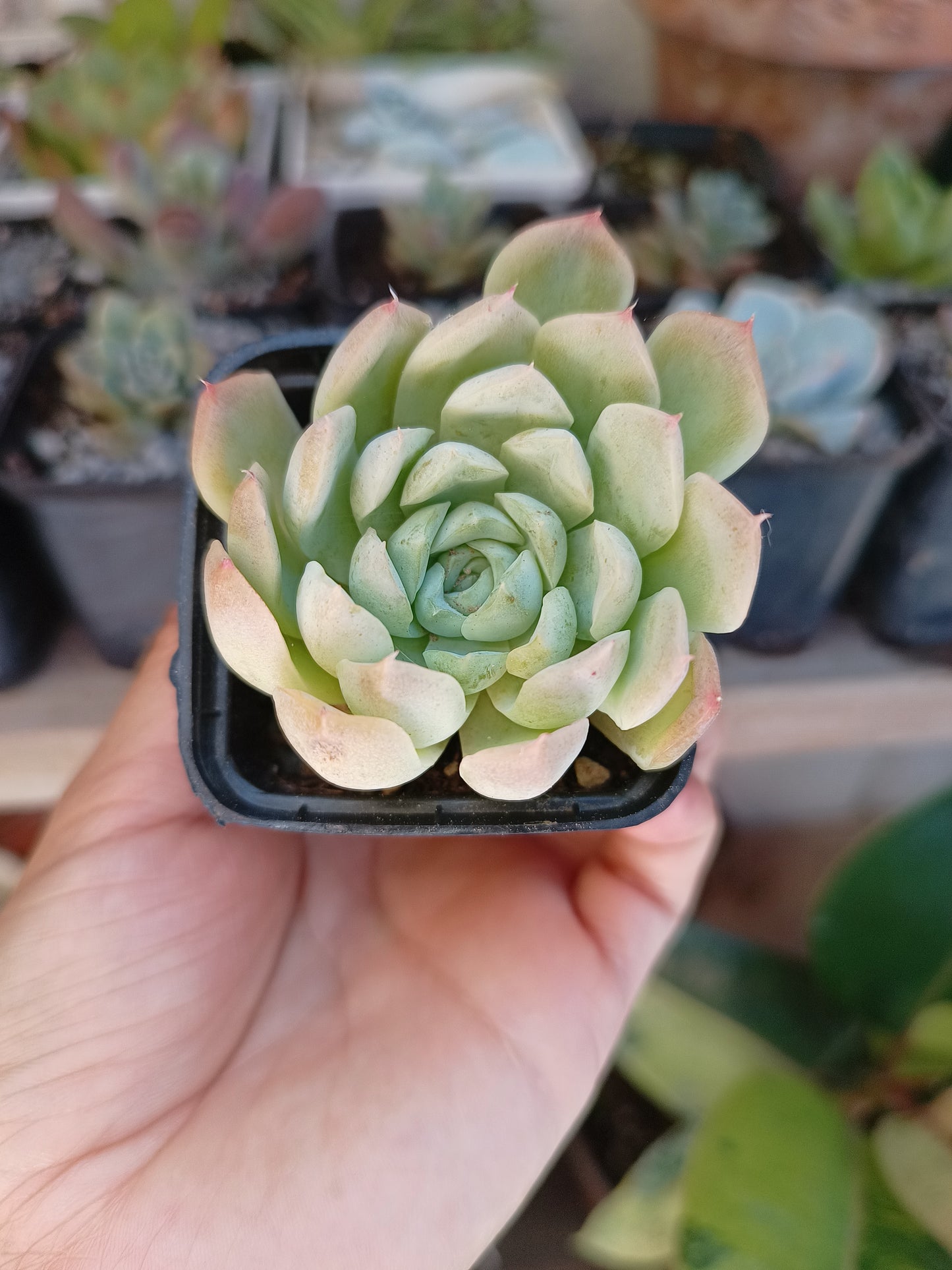 Echeveria 'Love Blossom' 🇰🇷