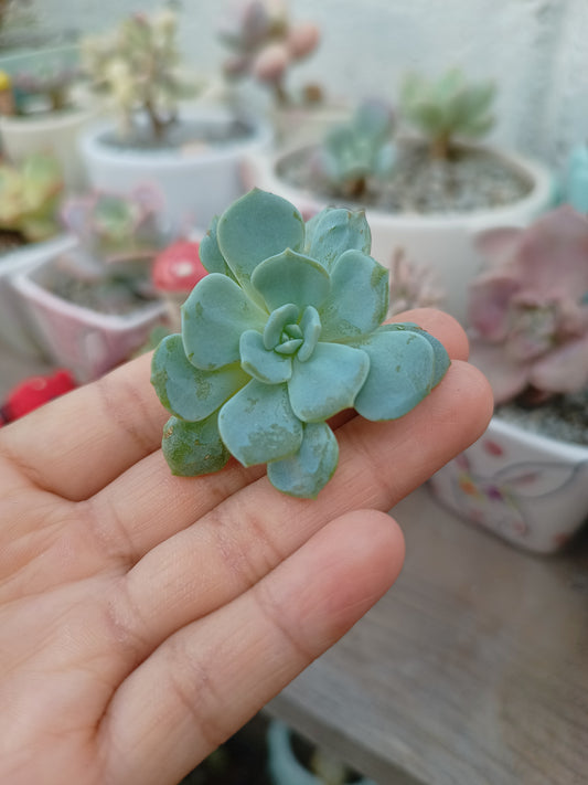Echeveria 'Mont Blanc' 🇰🇷