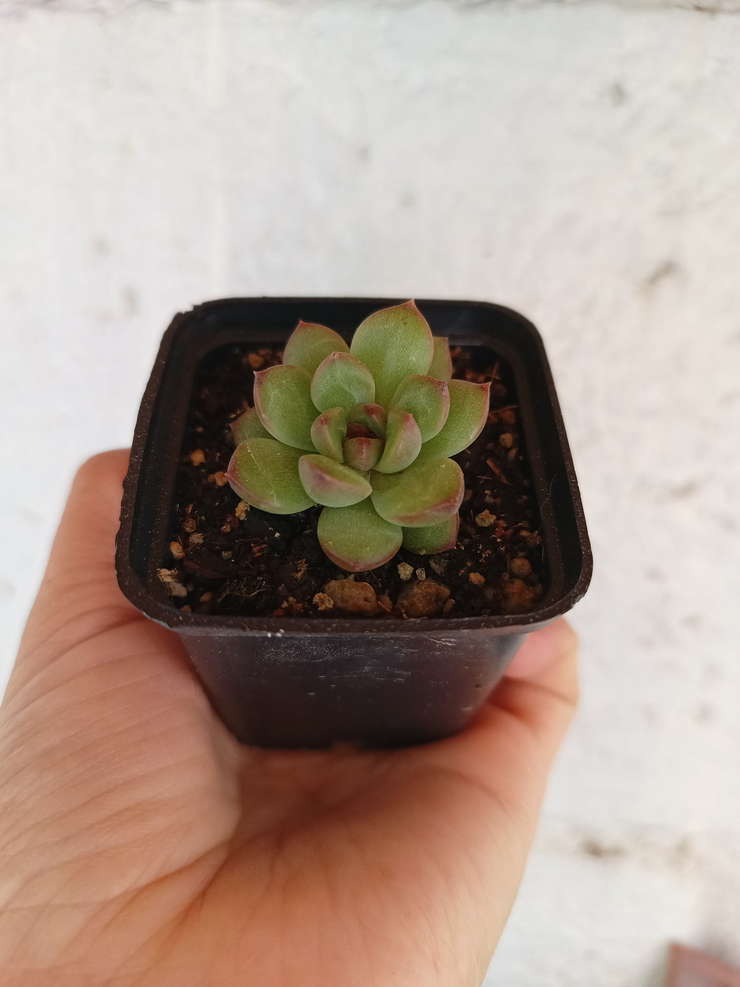 Echeveria 'Cacao Tips'