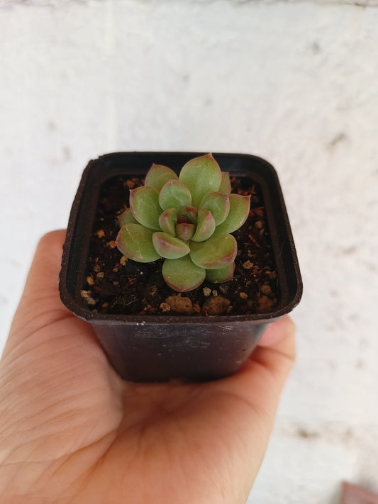 Echeveria 'Cacao Tips'