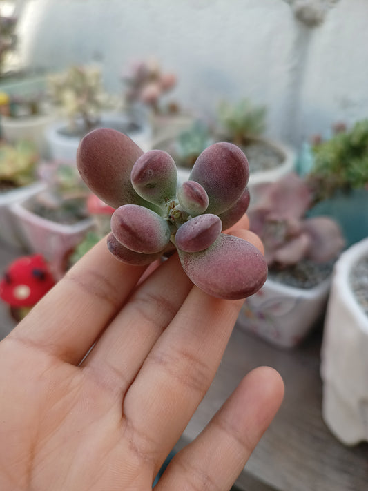 Cotyledon orbiculata var. oophylla