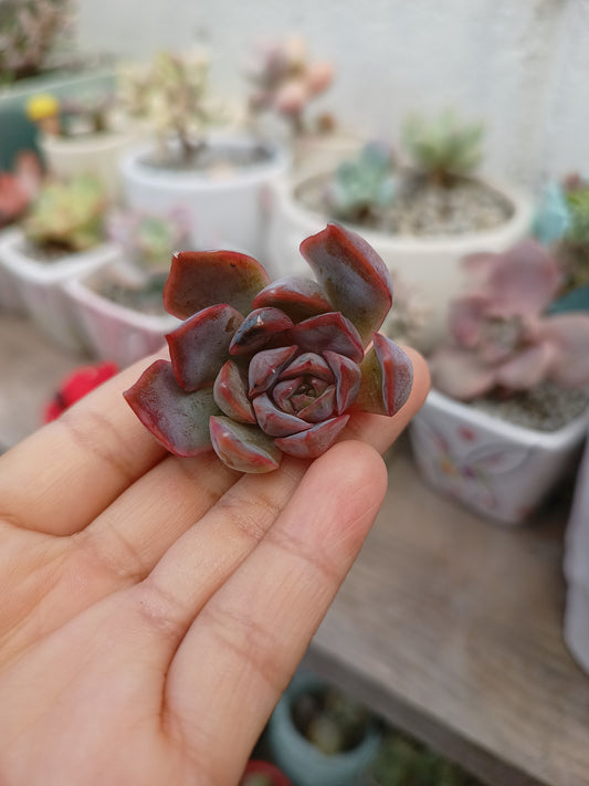 Echeveria 'Dark Ice' 🇰🇷