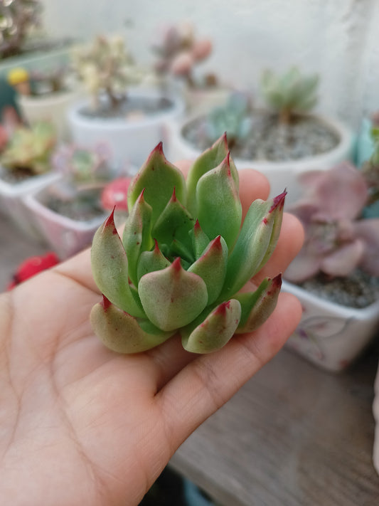 Híbrido de Echeveria agavoides 🇰🇷