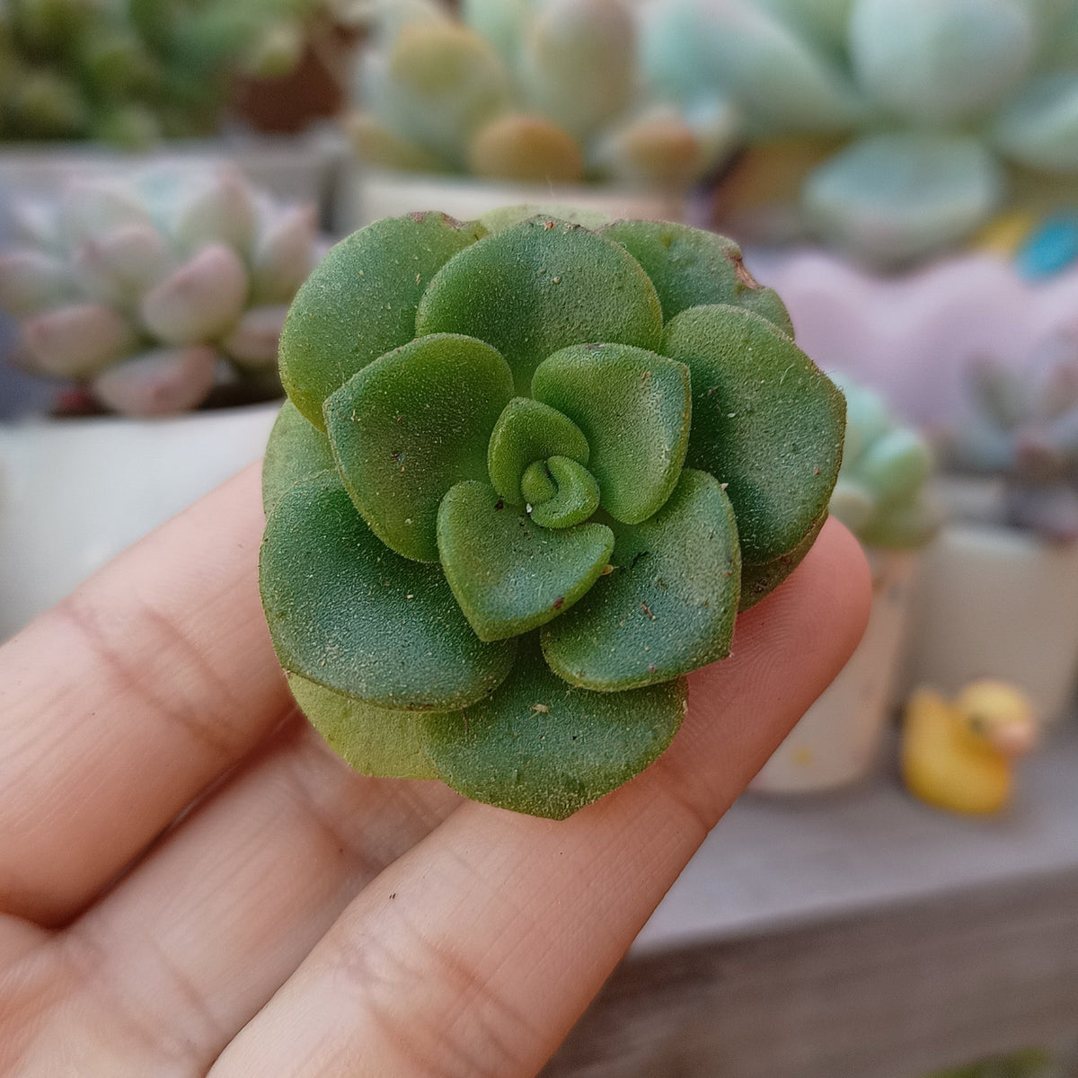 Aeonium 'Lily Pad'