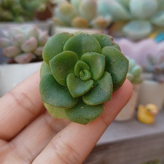 Aeonium 'Lily Pad'