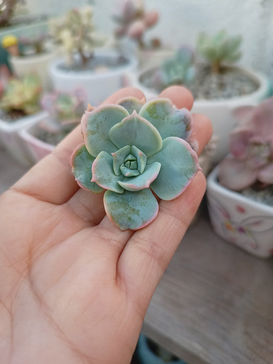 Sedum sinforosanum