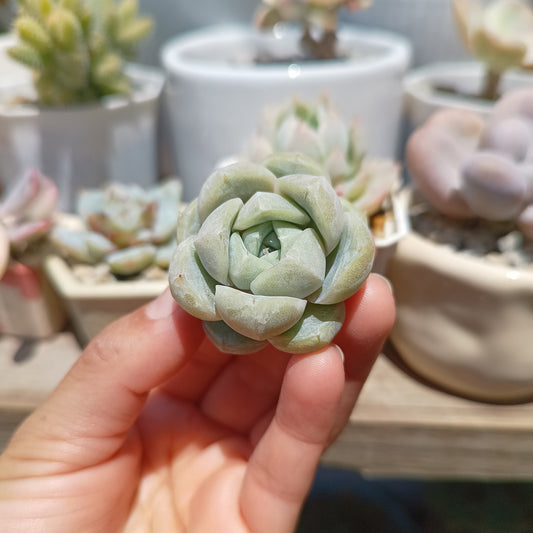 Echeveria 'Snow Bunny'
