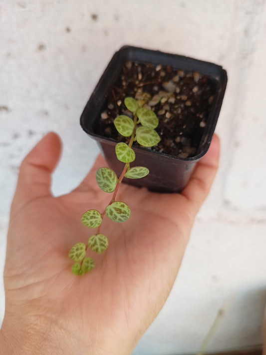Peperomia prostrata