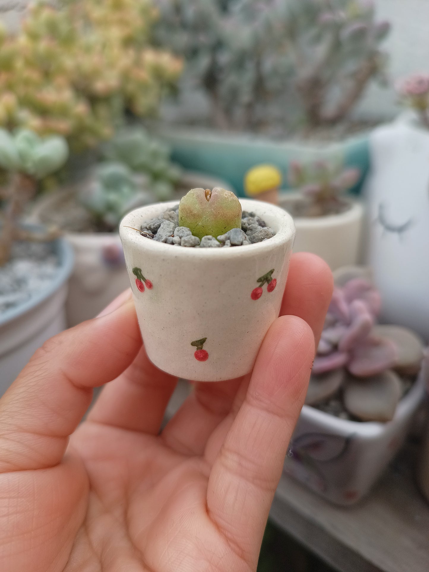 Conophytum maughanii